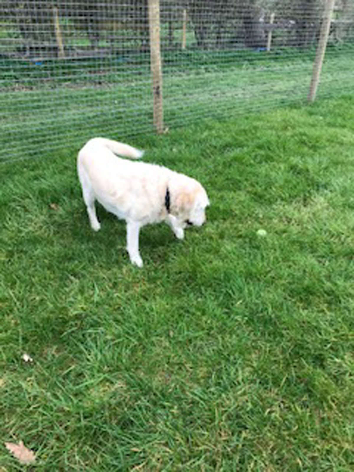 A Dogs Tale Adventure in North East