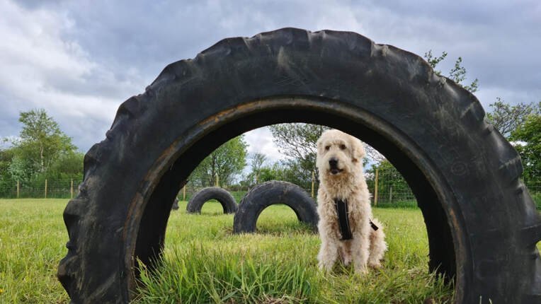 Adventure Bark Dog Field, Newmachar in Scotland
