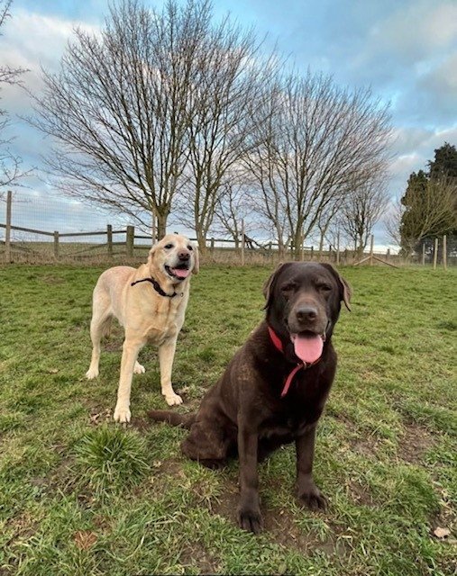 Stretton Secure Dog Walking Field , Fosse Way in Warwickshire