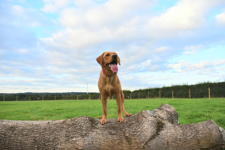 Appleby Dog Park in Burton upon Trent