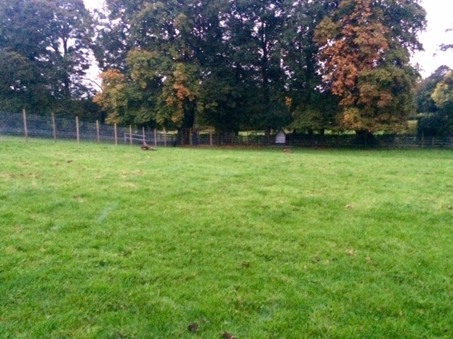 Baffles Dog Field, Menston in Bradford