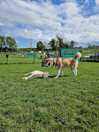 Beechgrove Doggy Fun Park in Armagh City, Banbridge and Craigavon
