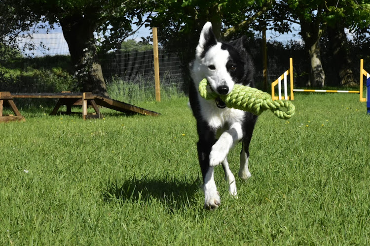 Billinghay Dog Paddock, Lincoln in Lincolnshire