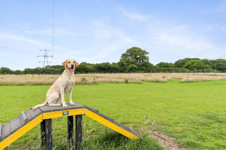 Bishop’s Stortford Dog Fields, Bishop’s Stortford in Hertfordshire
