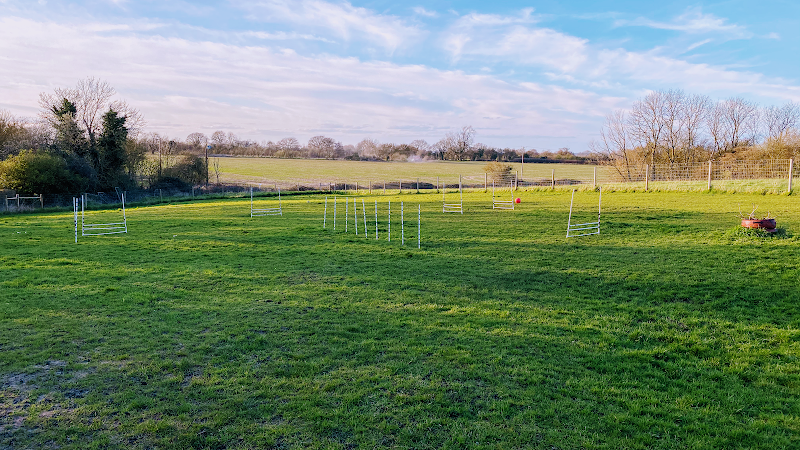 Bounce Dogs (Dog Field), Essex in CHELMSFORD