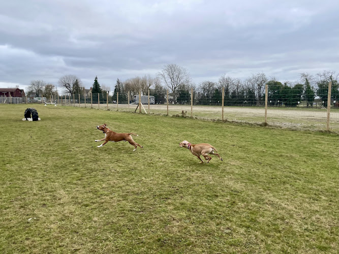 Bound Around Secure Dog Field, Oxford in Oxfordshire