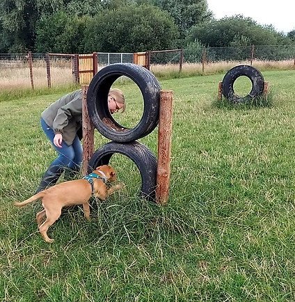 Braunston Secure Dog Walking Field, Daventry in Braunston