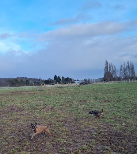 Canine Capers Dog Walking Field, Wyre Forest in Worcestershire