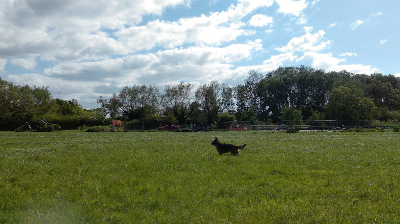 Canine Relate - The Dog Field, Pilning in South Gloucestershire