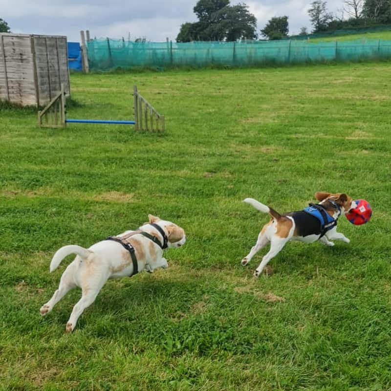 Canine Connection enclosed paddock in Sittingbourne
