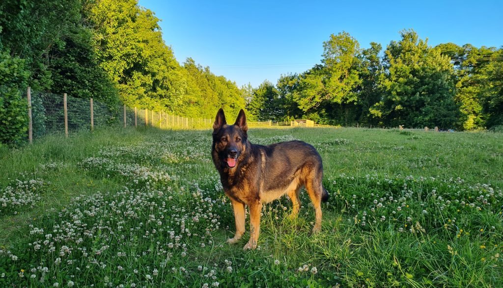 Bowcliffe Dog Enrichment Park in Leeds