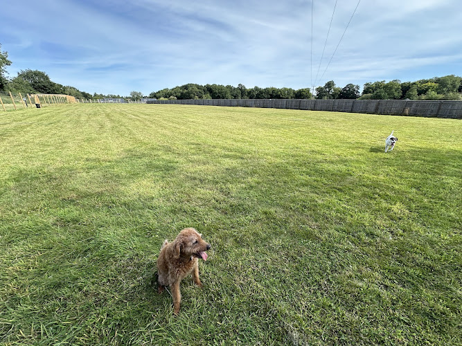 Chalfont Dog Park, Chalfont St Peter in Buckinghamshire