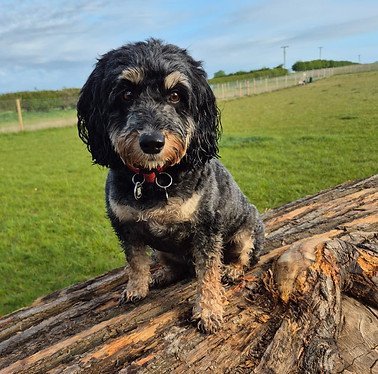 Chedgrave Dog Park in Norwich