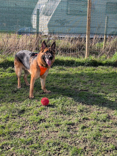 Consibrough Dog Walking Field, Doncaster in Doncaster