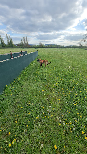 Contented Canine Secure Fields, Staverton in Gloucestershire