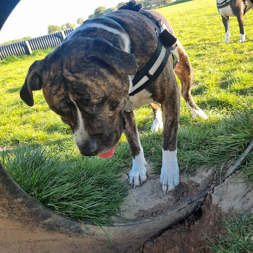Corbridge Dog Field, Aydon in North East
