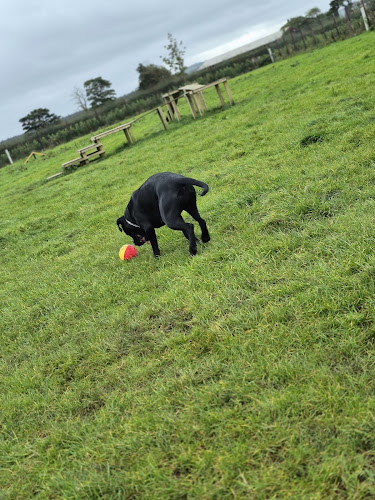Country Canines Dog Park, Ballymoney in Ballymoney