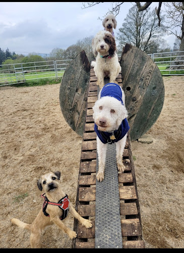 Country Canines Dog Park, Barnard Castle in County Durham