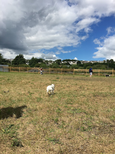 Cwtchy Canines Dog Park, Llanelli in Carmarthenshire