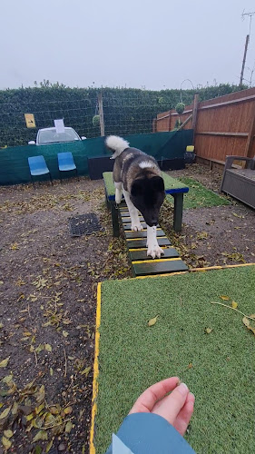 Darling Dogs of May Dog Field, Headley in Basingstoke and Deane