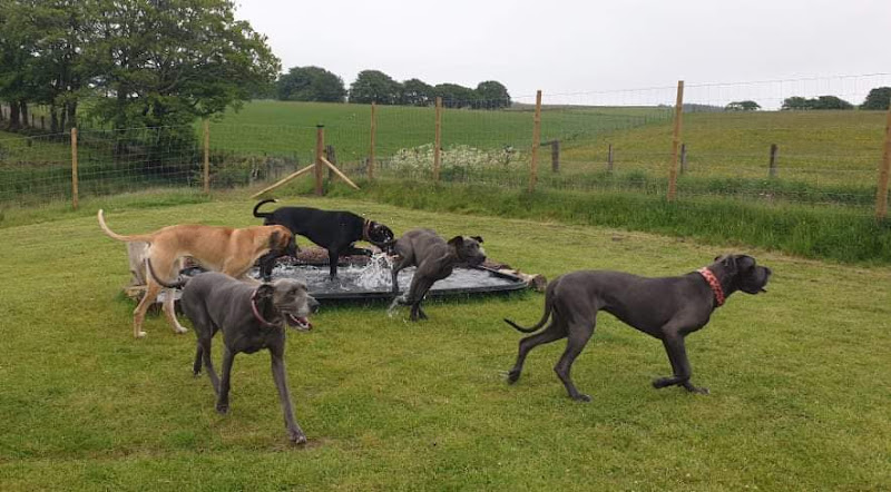 Darvel Dog Run, East Ayrshire in East Ayrshire