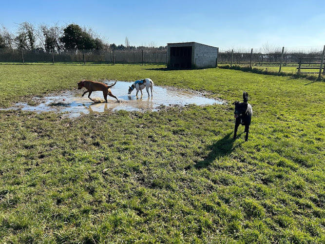 Deanshanger Secure Dog Walking Field, Deanshanger in West Northamptonshire