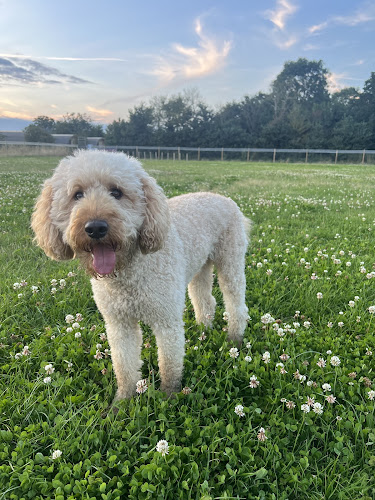 Disney Dog Field, Norton Disney in North Kesteven