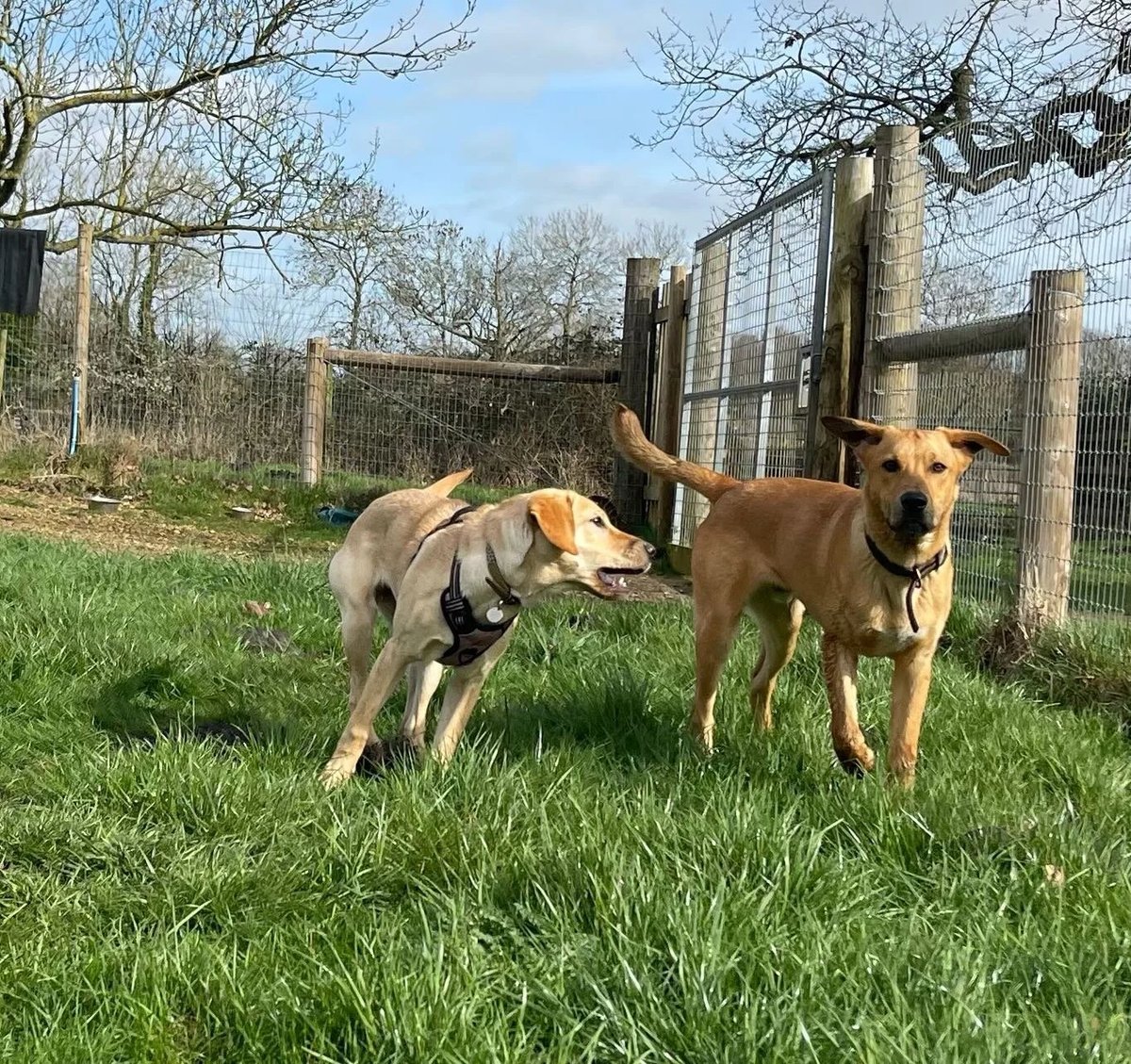 Django's Dog Club in Norwich