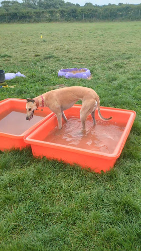 Dog Haven Dog Field, Hurworth Moor in Darlington