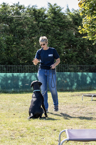 Dog Trouble Paddocks, Wokingham in Wokingham
