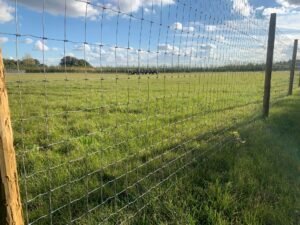 Dog Dynasty, Dog Field, Chelmsford in Essex