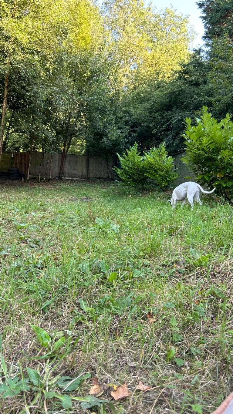 Doggos' World in Altrincham