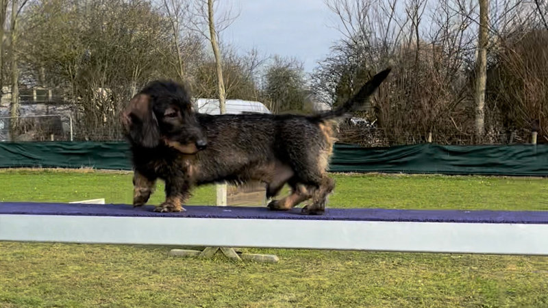 Doggy VIP Fields (Dog Fields), Formby in Sefton