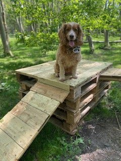 Dog Park at the Woods in York