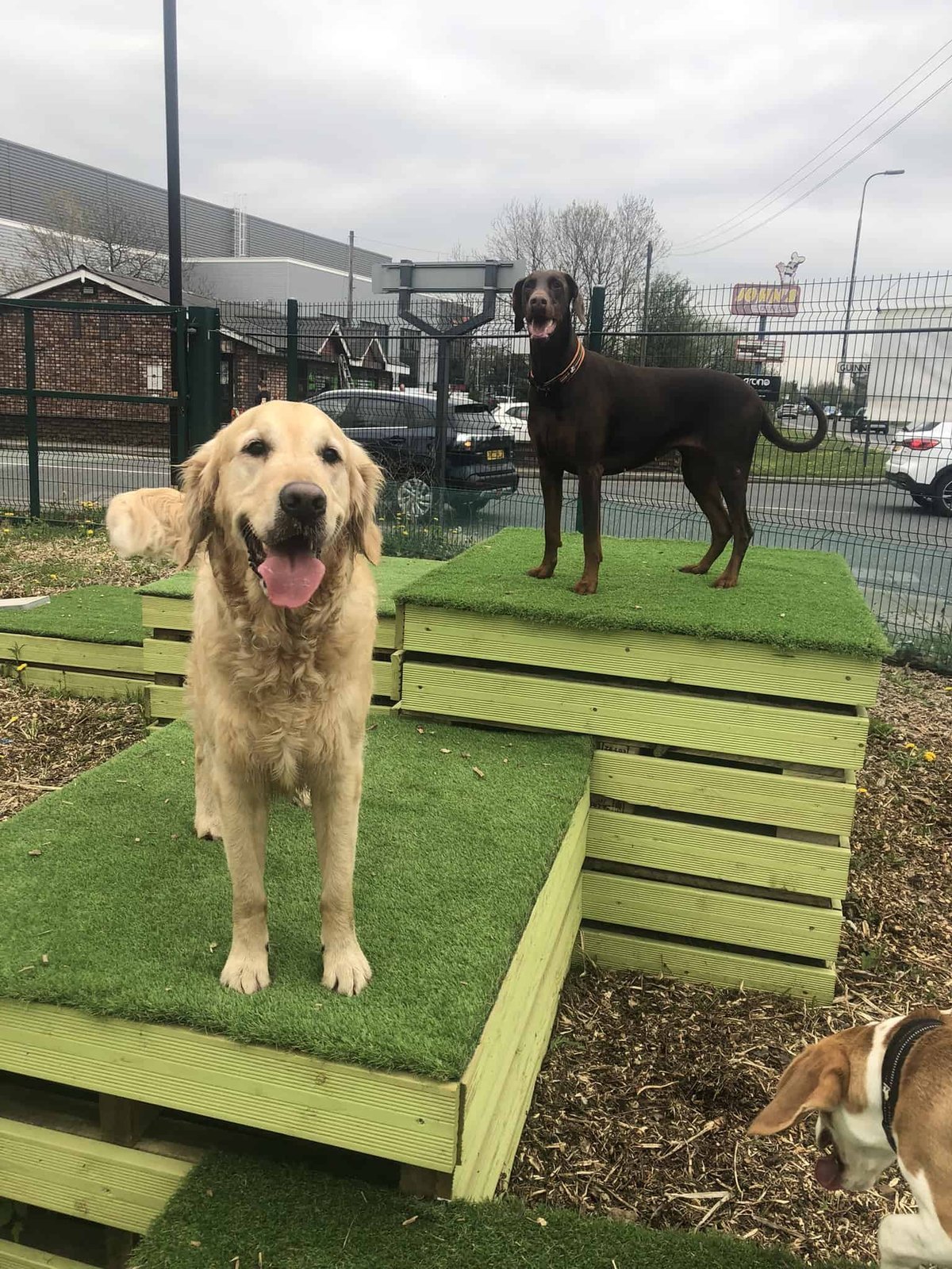 Dogs Aloud Splash Park in Trafford