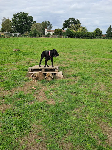Dogs Jump for Joy (Dog Field), Ripley in Ripley