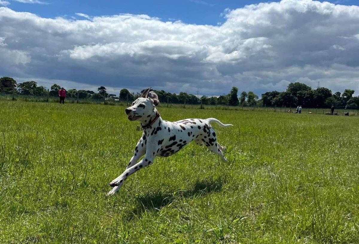 The Bark Park Dog Walking Field in North West of England