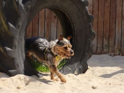 Dogs Trust Dog School Dorset in Dorchester