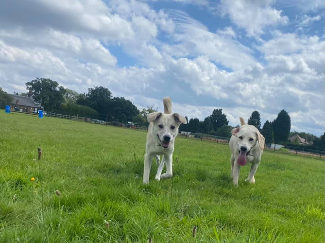 Dogtastic Secure Dog Field, Newark in Leicestershire
