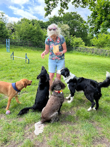 Drysgoed Farm Secure Dog Field, Pontypridd in Rhondda Cynon Taf