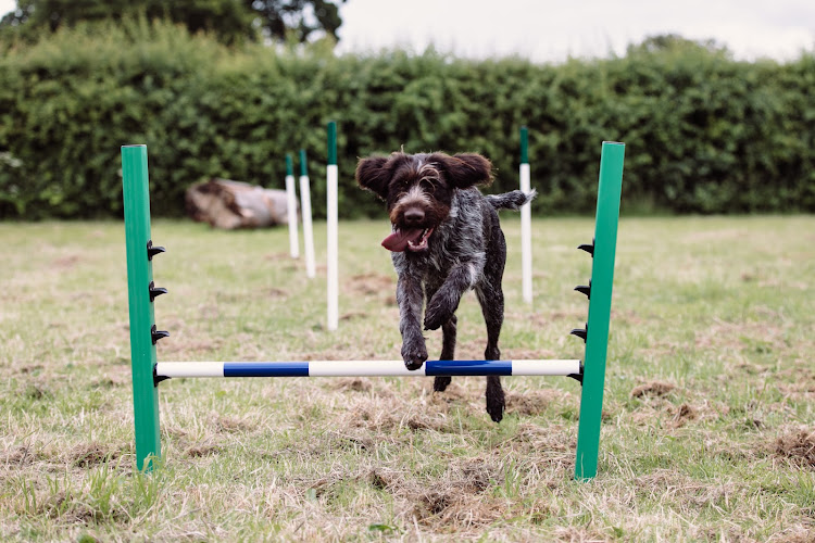 Escrick Park Estate Dog Run, Escrick in York