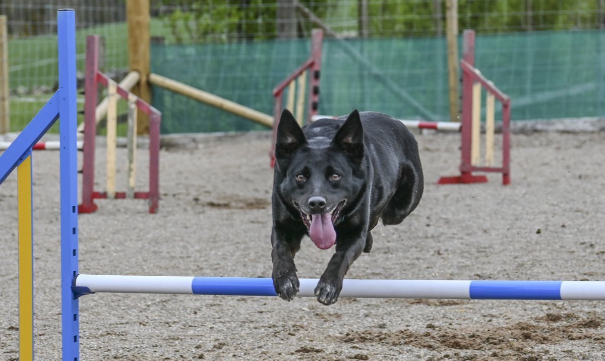 Feath dog play park in Aberdeenshire