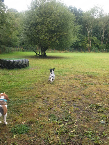 Fido’s Secure Dog Field, Canterbury in Kent