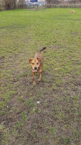 Field of Freedom (Dog Field), Chertsey in Surrey