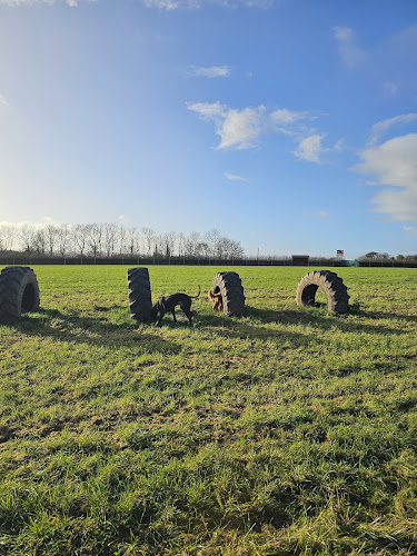 Five Acres Dog Field in Taunton