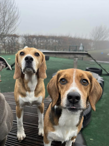 Four Acres Doggy Day Camp in Salford