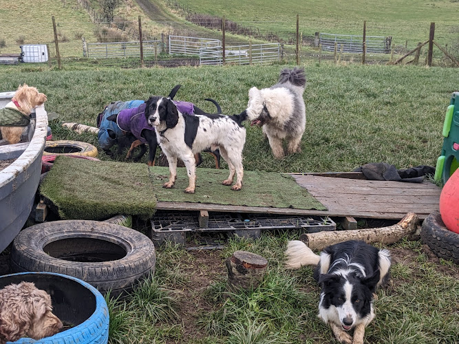 Freedom Field at the dog play centre in West Calder