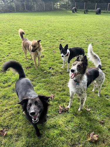 Freedom For Paws in Stoke-on-Trent