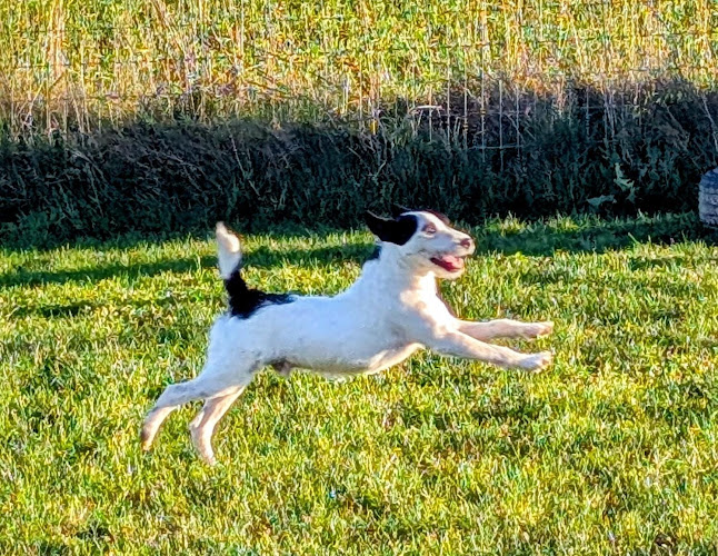 Furfields Dog Park, Sherburn in Elmet in North Yorkshire