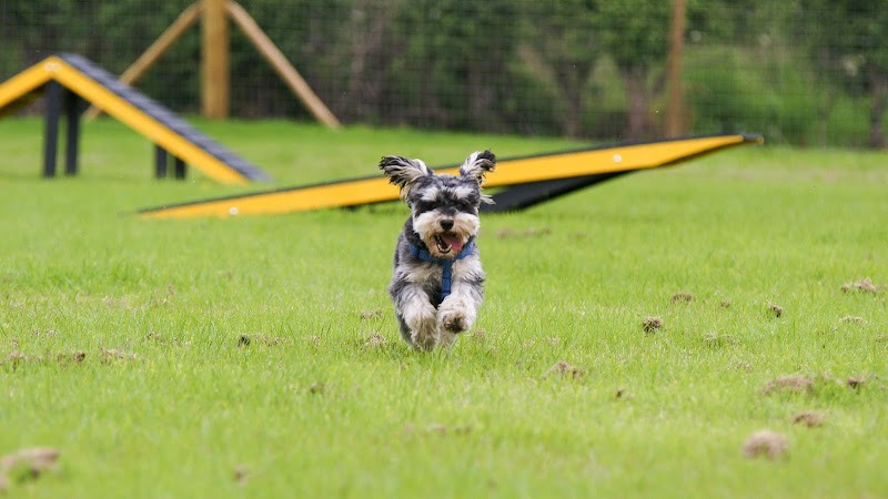 Great Budworth Dog Park, Cheshire in Northwich